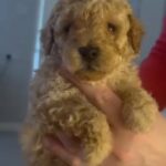 Apricot/red Toy Poodle Ready To Go in Sandwell