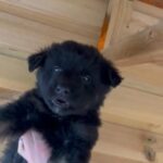 German Shepherd Puppies For Sale in Calderdale