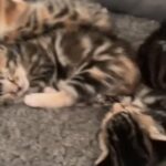Mixed Bangal Kittens For Sale in Bradford