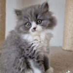TICA Registered British Longhair Kitten in Hampshire