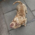 pocket bully in Birmingham
