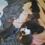 English bulldogs in Birmingham
