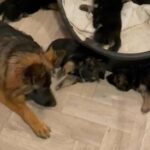 KC REGISTERED German Shepherd Puppies in London