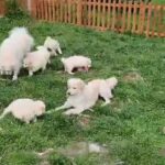 Samoyed x Golden retriever puppies in Castle Point