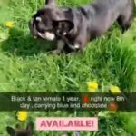 🧬🍫BLACK AND TAN FRENCHIE FEMALE BLEEDING NOW 8th DAY🩸 in Leeds