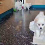 Samoyed x Golden retriever puppies in London