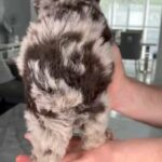 Last Female Miniature Poodle in Liverpool