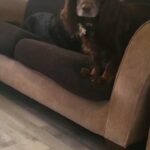 Chocolate Roan Cocker Spaniel Girl in West Lothian