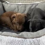 Staffy Cross in London
