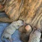 Lovely blue and brindle Staffy Puppies for sale in Worcester