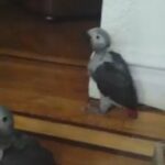 Congo African grey babies in London