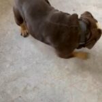 Coco Looking For Her New Sofa in East Hertfordshire