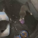 4 Kittens of British Shorthair Mother For Sale in Bristol