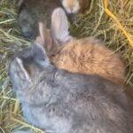 English Angora Babies in North East Lincolnshire