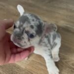 Girl French Bulldog Ready (Now) For Her Forever Home. in Worcester