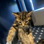 Kittens in Birmingham