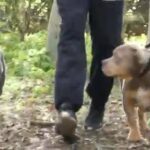 Male XI Bully Puppy & Female XI Bully (ABKC) ( OPEN TO OFFERS) (URGENT) in London