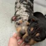 XL bully Lilac Tri Merle in Surrey Heath