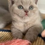 Top Quality British Shorthair Registered Tica in London