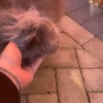 Persian 1yo in Tunbridge Wells