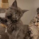 Tica registered maine coon kittens in Ipswich