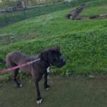 dog cane corso in Doncaster