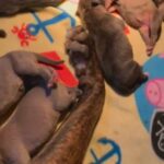 Lovely  Staffy Puppies for sale in Worcester