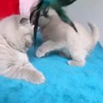 Britishshorthair Kittens Registered Tica in London