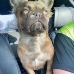 Loving Chocolate Fawn Visual Fluffy French Bulldog in East Northamptonshire