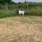 Central Asian Shepherd /Alabai in Colchester