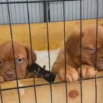 Kc Registered Dogue De Bordeaux Puppies Health Texted Parents in Ely