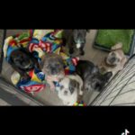 Visual Fluffy KC FRENCH BULLDOG 9 Weeks in Wolverhampton