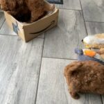 Toy Cavapoos F1b. Dna Tested Parents SOLD SOLD in Portsmouth