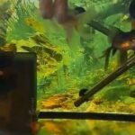 fish tank with fantail goldfish in North Hertfordshire