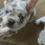 White & Lilac Merle French Bulldog Boy in Worcester