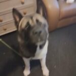 American Akita For Stud in Birmingham