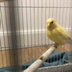 Beautiful Canary For Sale in London