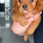 Ruby Cavalier King Charles Spaniel puppies in Liverpool