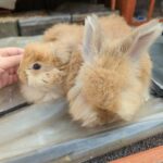 Angora girls in London