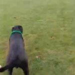 ?STUD One of a kind Bandogge mastiff STUD ? in Kettering