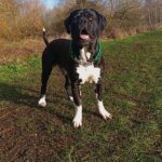 ?OUTSTANDING BANDOGGE MASTIFF STUD??? in Kettering