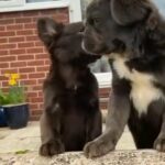 Visual Fluffy French Bulldogs in Rotherham