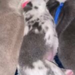 English Bulldog Puppies in Bradford