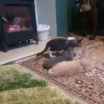 Maine Coon pedigree for sale in County Durham