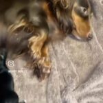Long Haired Miniature Dachshunds? in Cardiff