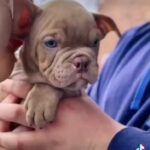 exotic bully in Dudley