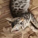 Last Male Bengal Cross Siamese Kitten in Basildon