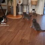 4 stunning pure Russian Blue kittens 1 male, 3 females in Manchester