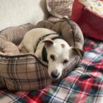 Mimi 6 Year Old Jack Russell Female in West Devon