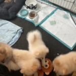 Reduce The Price - Little Pomeranian in London